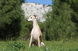 WHIPPET 072